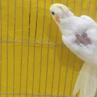 عروس هلندی جوجه