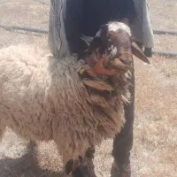 شیشک قوچ