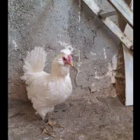 مرغ گلین ریشی چهل تاج