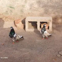 فروش فوری|پرنده|بزمان, |دیوار