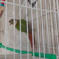 پرنده گیرینجیک قابل معاوضه|پرنده|بازرگان, |دیوار