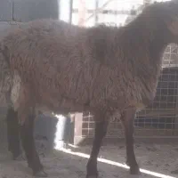 قوچ و بره‌قوچ‌های همو|حیوانات مزرعه|بجنورد, |دیوار