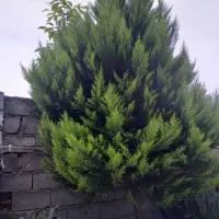 درخت کاج