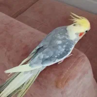 عروس هلندی نر رام|پرنده|سرپل ذهاب, |دیوار