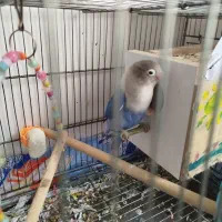 فروش یا معاوضه