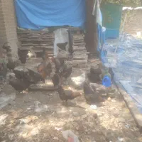 مرغ و خروس محلی