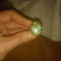 انوگشتر ۹۲۵ فریزوزه اصل