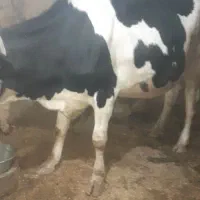 گاوتلیسه ابستن نزدیک زا|حیوانات مزرعه|دینور, |دیوار