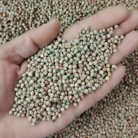 کرو حدود ۳۰۰ کیلو بردسیر