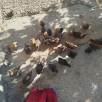 مرغ خروس جوجه مرغ|حیوانات مزرعه|یاسوج, |دیوار