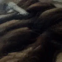 فروش ۲۱عدد بره ماده قوچ خورده|حیوانات مزرعه|تربت‌حیدریه, پائین ولایت|دیوار