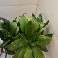 گل سانسورها ۵۰۰۰۰۰