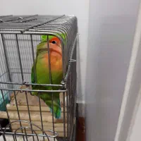 طوطی برزیلی نر بالغ آماده جفت گیری