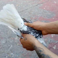 کوی مشعلی|حیوانات|اهواز, اسلام آباد غربی|دیوار