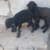 بزغاله شیری