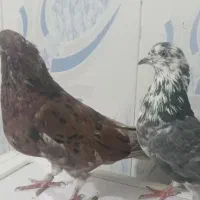 کبوتر پرشی|پرنده|تهران, خانی‌آباد|دیوار