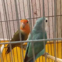 طوطی برزیلی نر و ماده