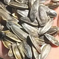 تخمه کانادایی s400کشت اول