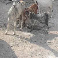 بز سقلوزا عالی