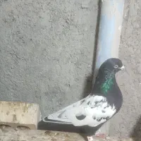 کفتر یا کبوتر