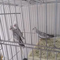 3عدد جوجه عروس هلندی فروشی