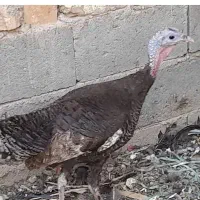 بوقلمون ماده تخم گذار
