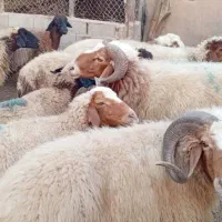 گوسفند ۲۱ ابستن