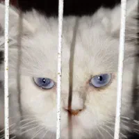 گربه پرشین.|گربه|گرگان, |دیوار