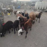 میش وبره