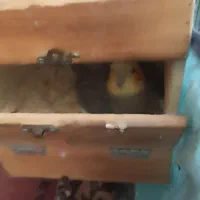 عروس هلندی|پرنده|میناب, |دیوار