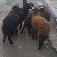 ۷ عدد بره ماده