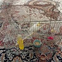عروس هلندی|پرنده|تهران, ده‌ونک|دیوار