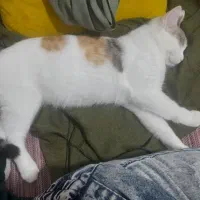 گربه کالیکو۶ماهه ماده
