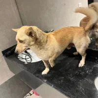 واگذاری سگ پامر اشپیتز|سگ|تهران, دارآباد|دیوار