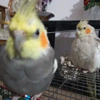 عروس هلندی مولد