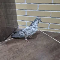 کبوتر|پرنده|سیرجان, |دیوار