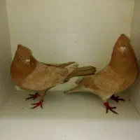 کفتر زرد ،دم سیاه و شهرستانی