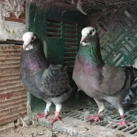 تک پر|پرنده|گرگان, |دیوار