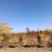 نهال میوه  سه ساله|خدمات باغبانی و درختکاری|مشهد, دهشک|دیوار