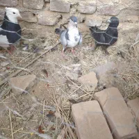 کبوتر نرپر و پرشی|پرنده|خاش, |دیوار