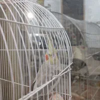 طوطی عروس نر و ماده همراه با قفس|پرنده|رشت, جماران|دیوار