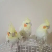 ۵عدد عروس هلندی مولد + جوجه|پرنده|قدس, شهرقدس|دیوار