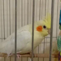 عروس هلندی بالغ|پرنده|پرند, فاز ۵|دیوار