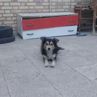 واگذاری سگ نژاد اشپیتز .پول لازم نبودم نمیفروختمش|سگ|سبزوار, چهارراه فرودگاه|دیوار