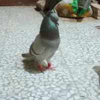 کفتر سبز دم سفید دوکاکله