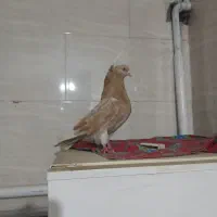 فروشی|پرنده|نمین, |دیوار