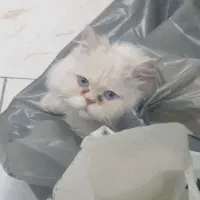 گربه پرشین سفید باچشمهای ابی