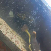 ماهی آکواریوم|ماهی|گرگان, |دیوار