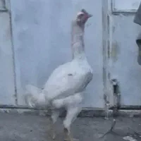 خروس لاری اصیل