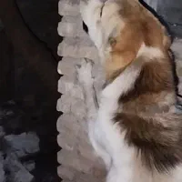 سگ نگهبان و گله